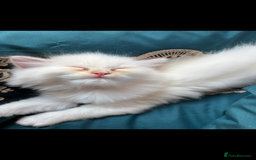 Persian cats for sale: 2 beautiful Persian/ ragdoll boys  - Image 2