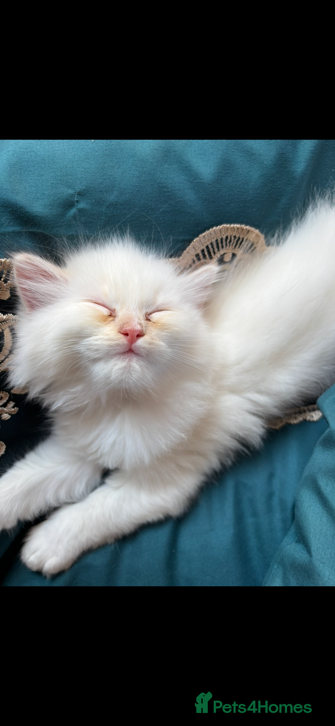 Persian cats for sale: 2 beautiful Persian/ ragdoll boys  - Image 2