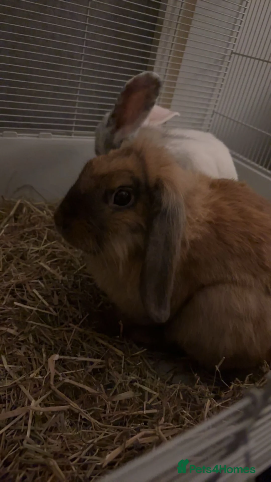 Mini Lop rabbits for sale: 2 mini lop rabbits  - Advert 3