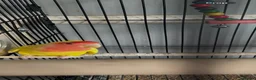 Budgerigars birds for sale: 8 Budgies and a pair of Lovebirds  - Advert 8