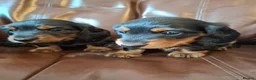 Miniature Dachshund dogs for sale: Miniature dachshund black and tan kc registered  - Advert 12