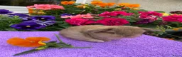 Mini Lop rabbits for sale: Gorgeous mini lop babies ready October - Advert 10