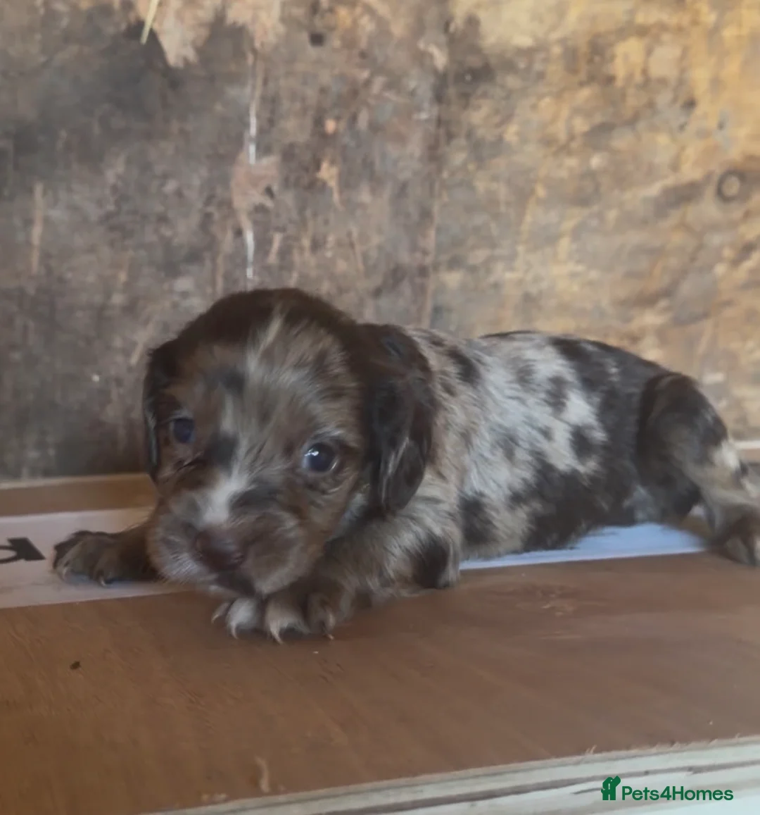 Cocker Spaniel dogs for sale: Cocker spaniel  in Ashford - Advert 1