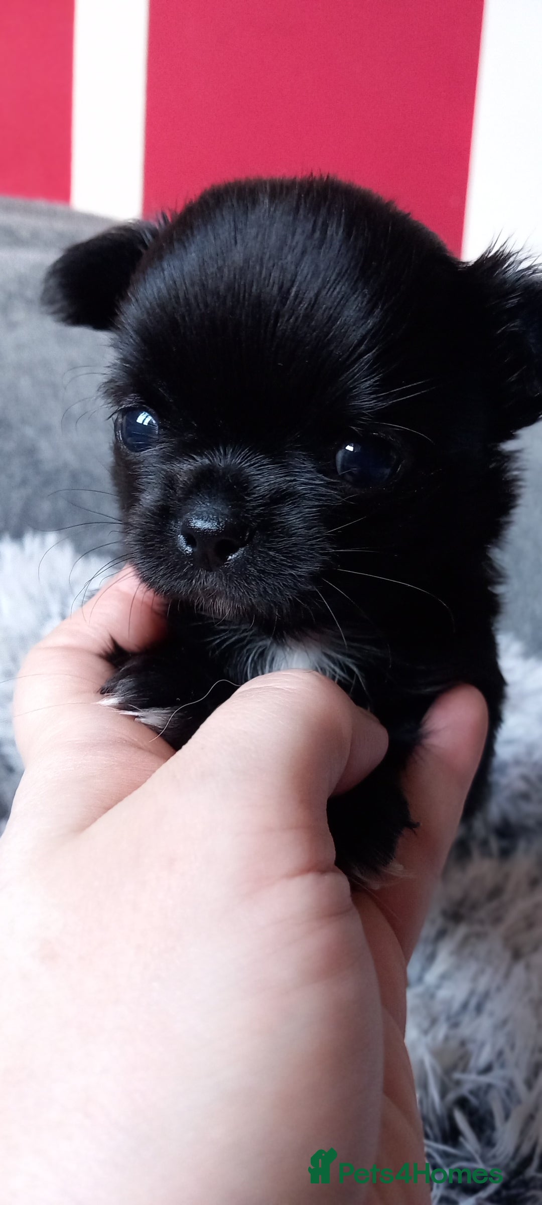 Chihuahua dogs for sale: ❤️‍🔥DNA tested parents❤️‍🔥LC 1Boys KC REG  - Advert 18