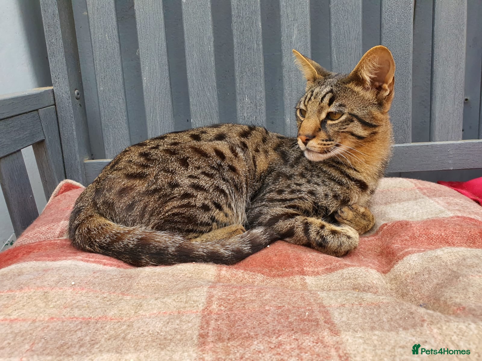 Savannah cats F3 Savannah Boy Tica Pedigree Cat - Advert 1