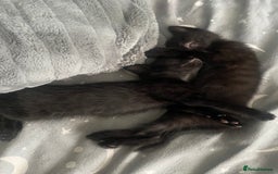 Mixed Breed cats for sale: 3 Kittens left for sale  - Image 3
