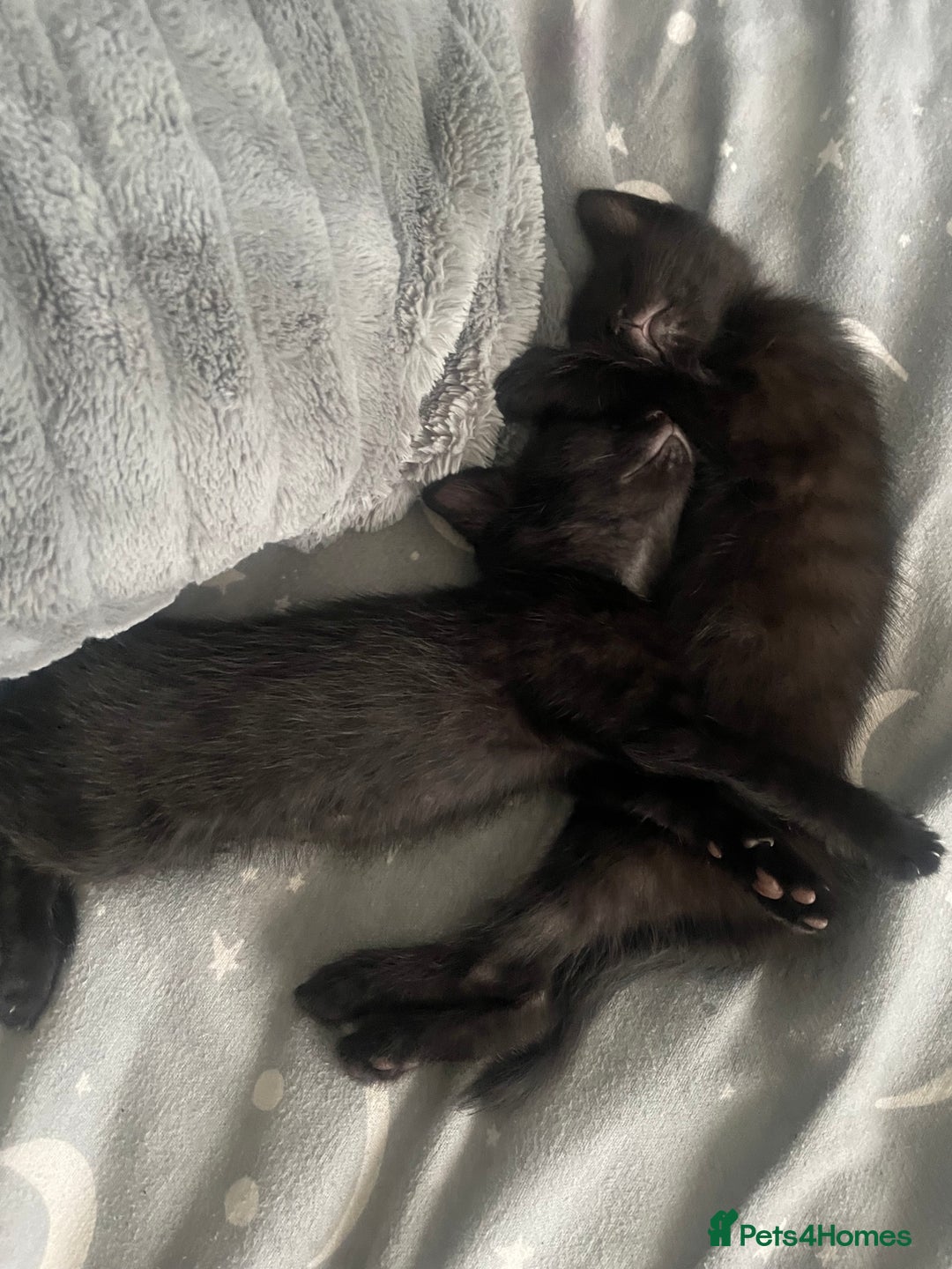 Mixed Breed cats for sale: 3 Kittens left for sale  - Image 3