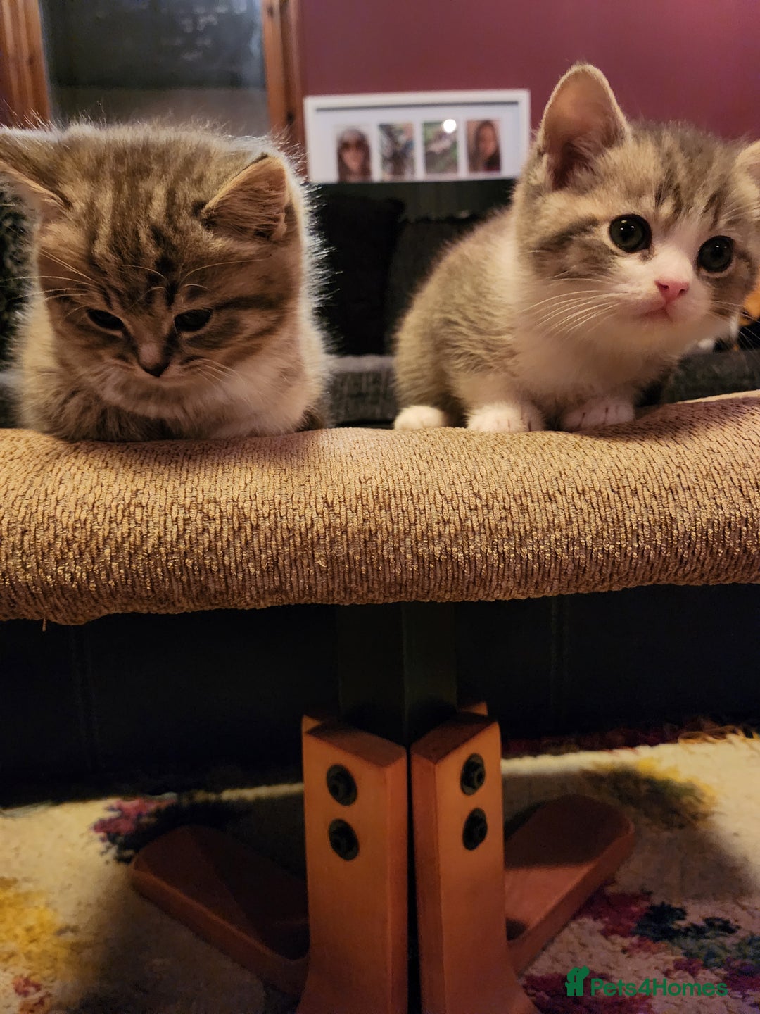 Mixed Breed cats for sale: Two kittens for sell - Advert 3