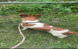 Jack Russell dogs for sale: 3 beautiful puppy’s  - Image 9