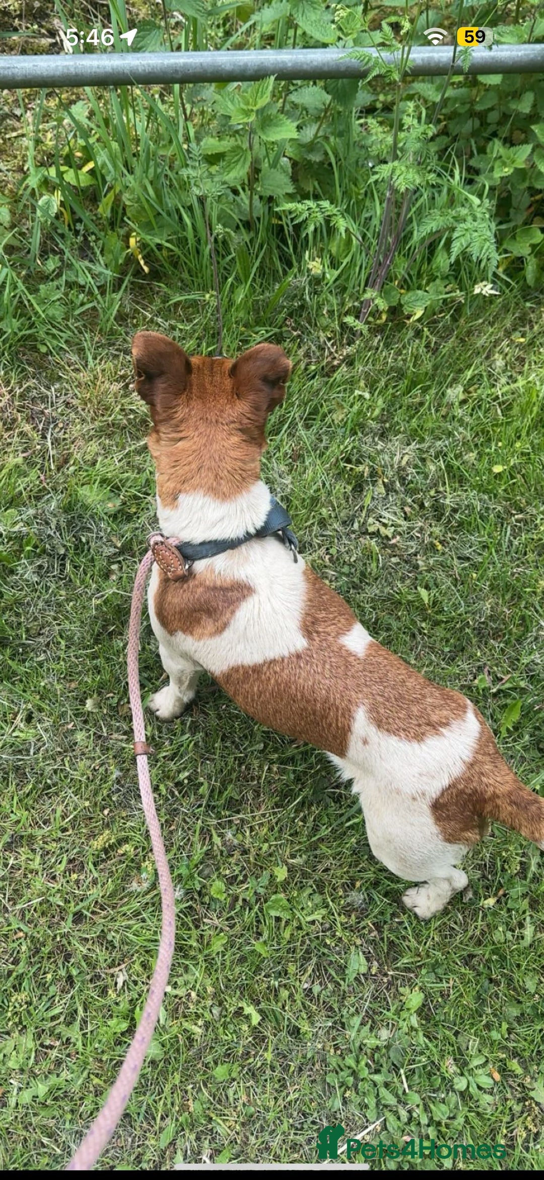 Jack Russell dogs for sale: 3 beautiful puppy’s  - Image 9