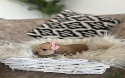 Miniature Dachshund dogs for sale: **RESERVED** cream miniature dachshund   - Image 5