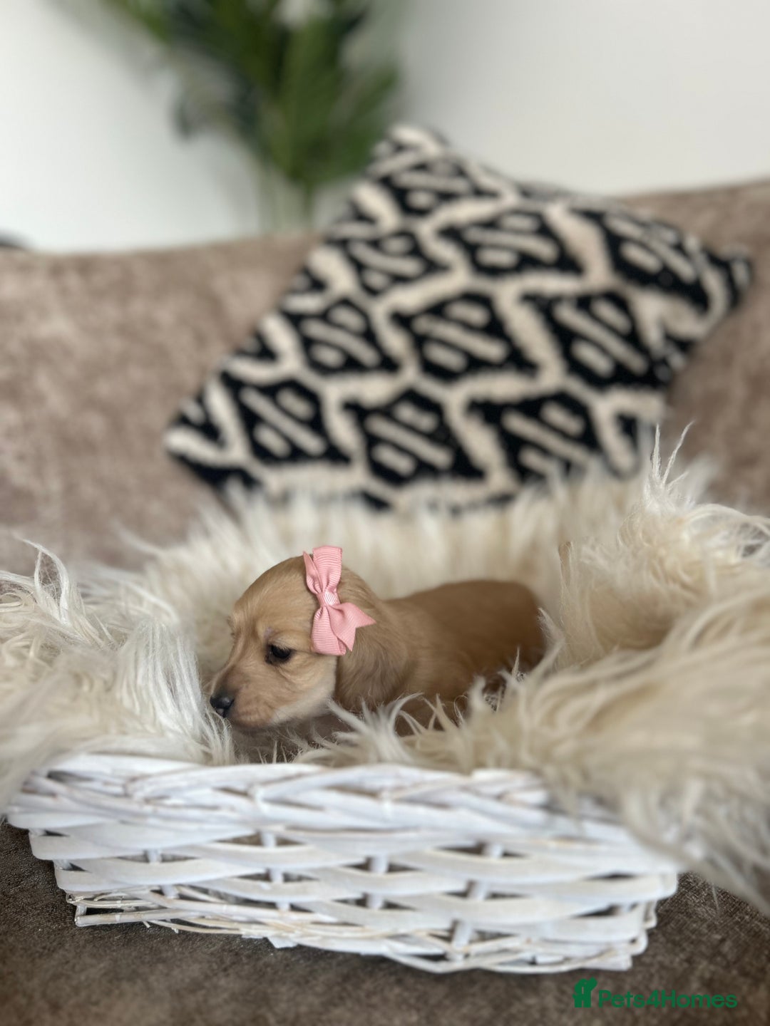 Miniature Dachshund dogs for sale: **RESERVED** cream miniature dachshund   - Image 5