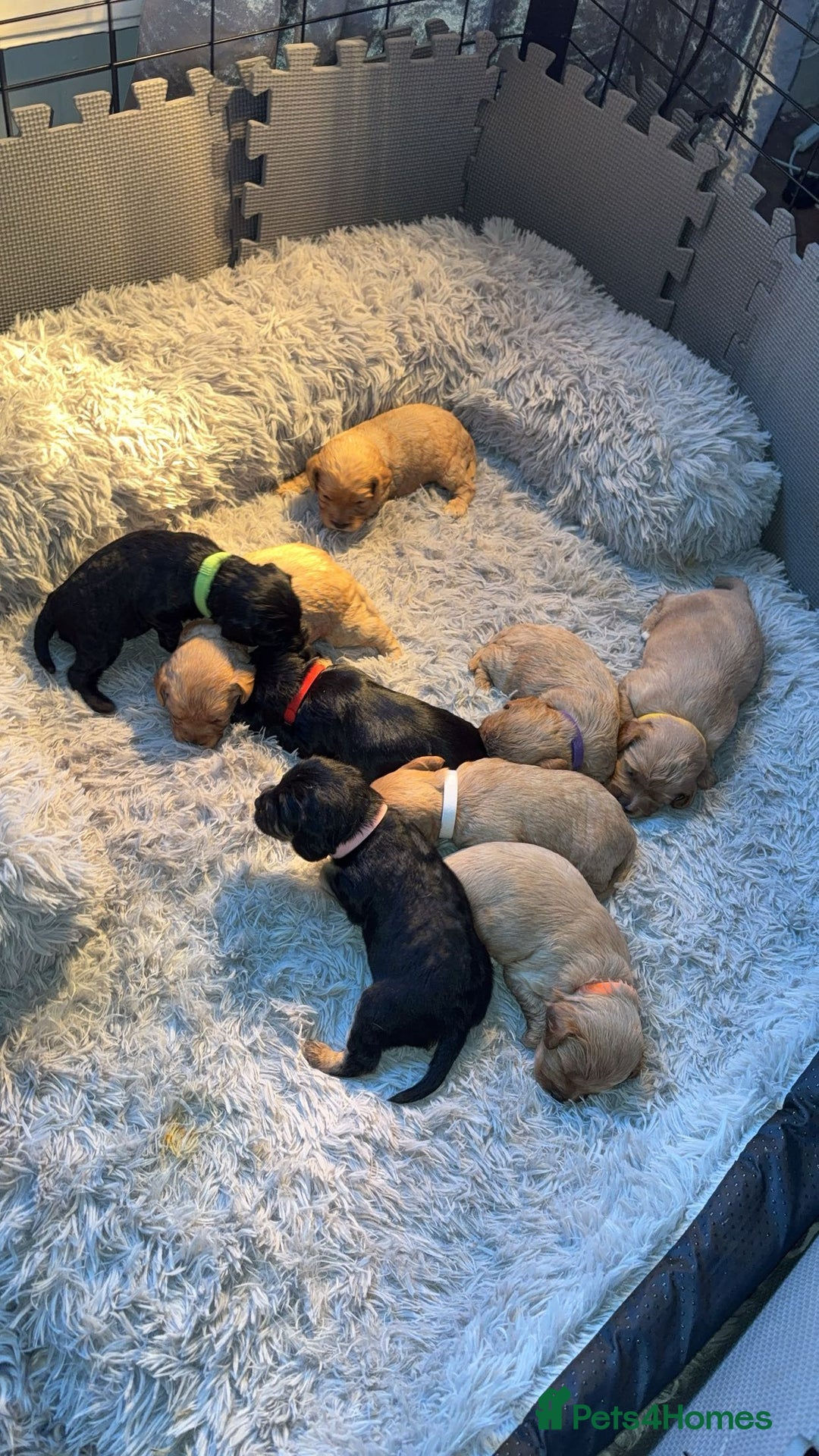 Cavapoochon dogs for sale: Cavapoochon puppies  - Advert 25