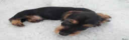 Dachshund dogs for sale: Minature wired hair dachshund male  in Monmouth - Advert 9