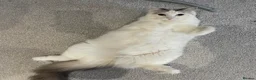 Ragdoll cats for sale: 2 Beautiful Ragdoll siblings for re-homing  - Advert 5