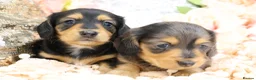 Miniature Dachshund dogs for sale: KC Longhair Miniature Dachshund Puppies - Advert 26