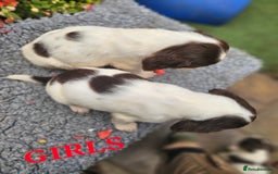 English Springer Spaniel dogs for sale: QUALITY WORKING ESS PUPS - Image 11