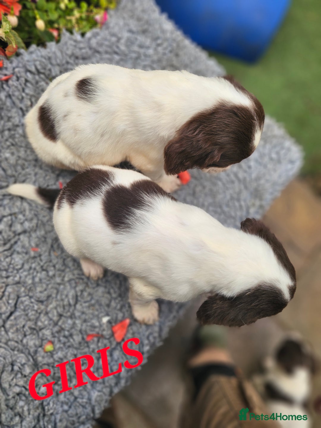 English Springer Spaniel dogs for sale: QUALITY WORKING ESS PUPS - Image 11