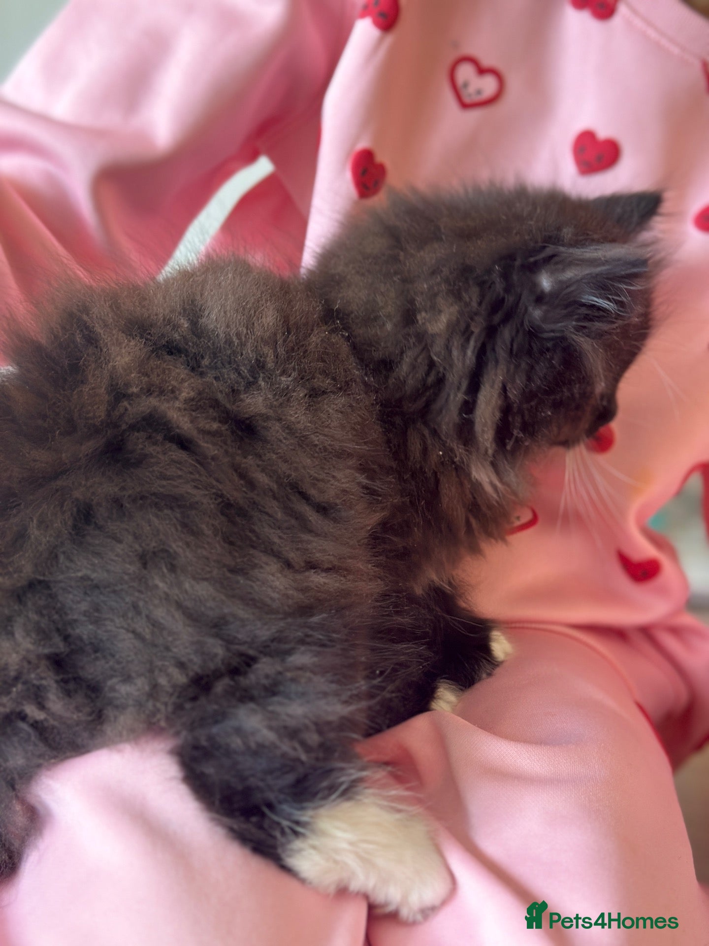 Persian cats Fluffy kitten  - Advert 11