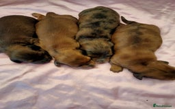 Miniature Dachshund dogs for sale: Miniature long haired daschunds  - Advert 4