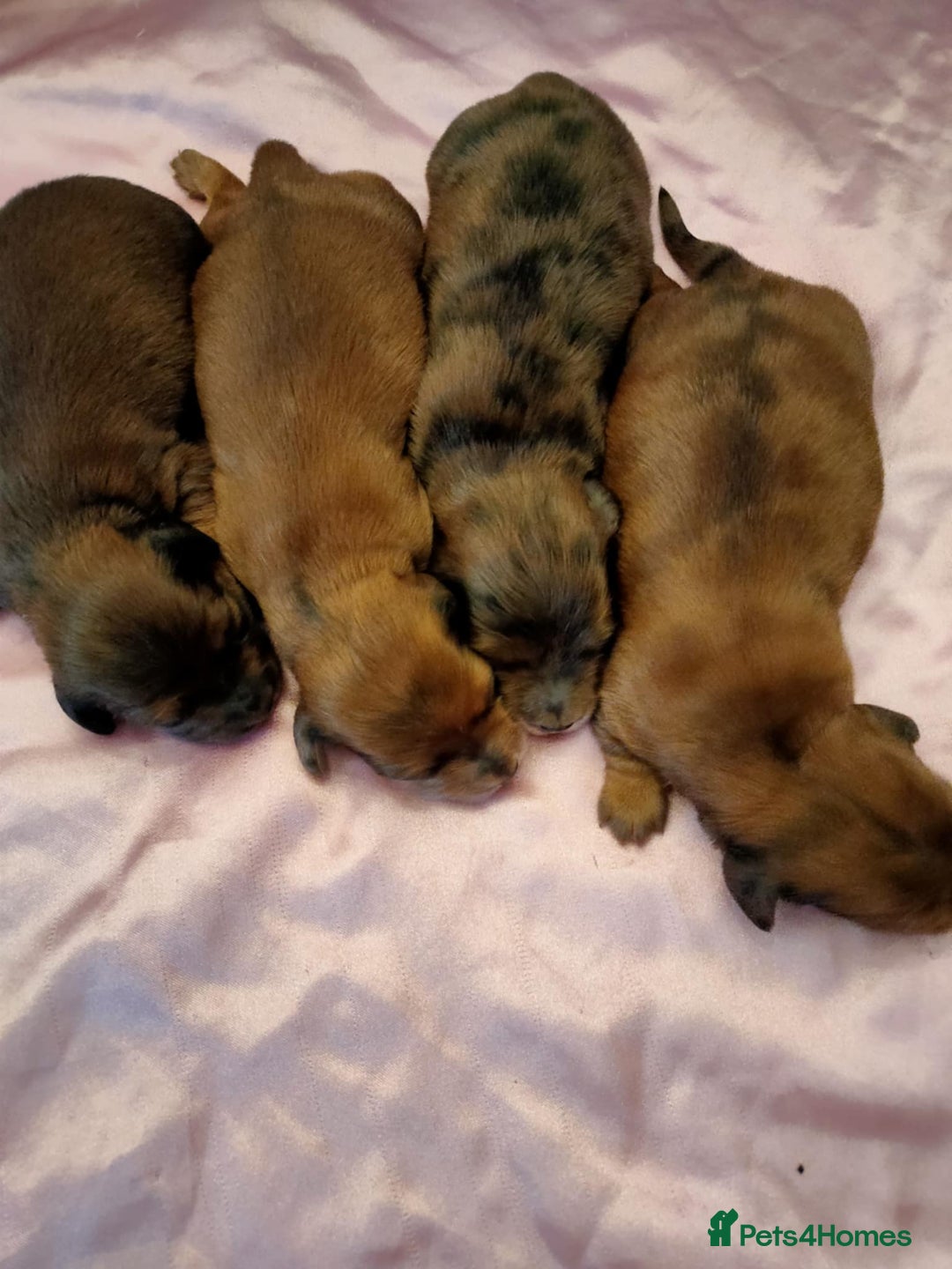 Miniature Dachshund dogs for sale: Miniature long haired daschunds  - Advert 4