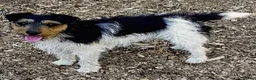 Mixed Breed dogs for sale: 2 Beautiful male terrier puppies  - Advert 2