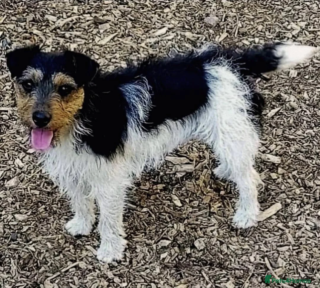 Mixed Breed dogs for sale: 2 Beautiful male terrier puppies  - Advert 2