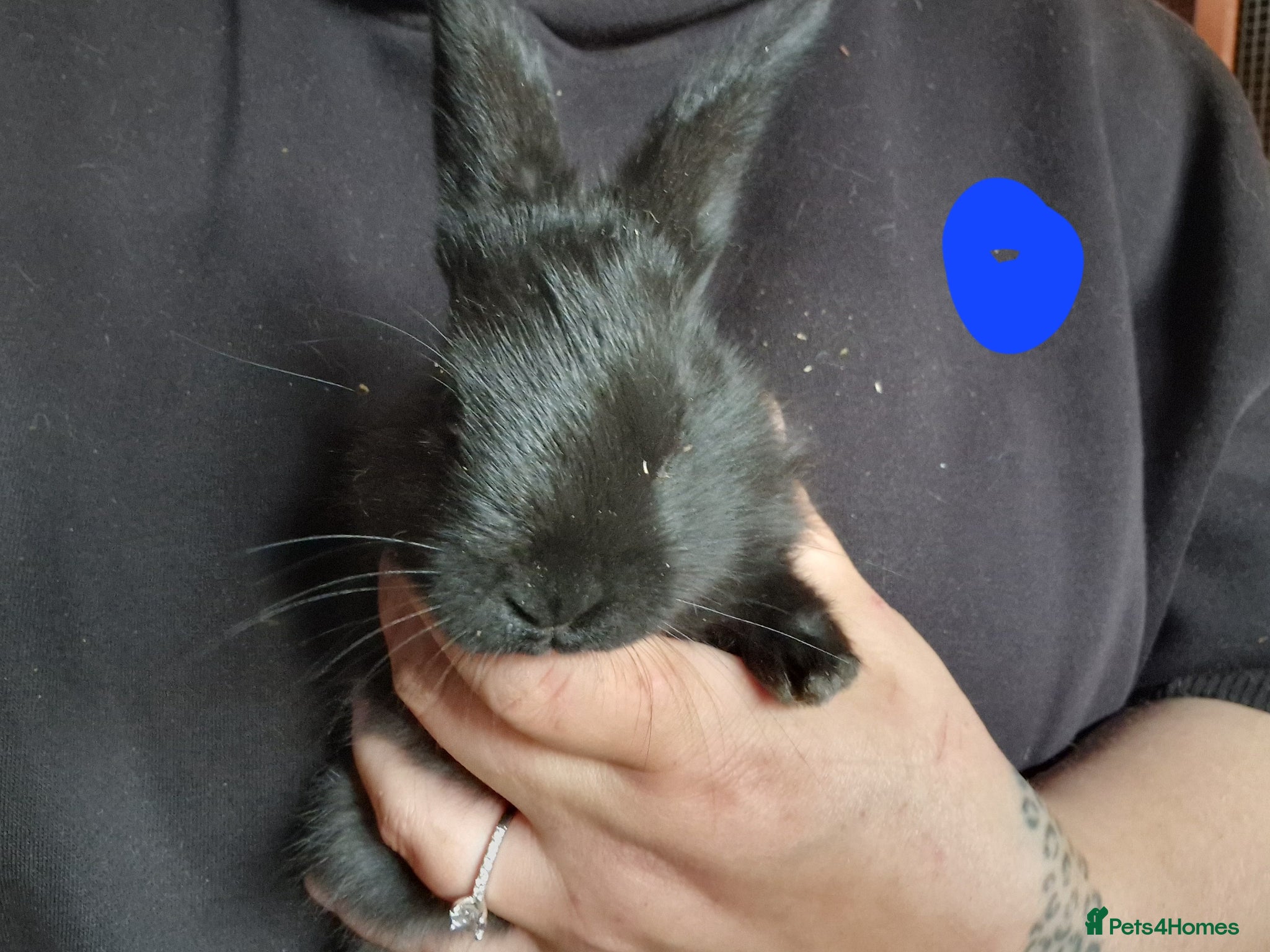 Mini Lop rabbits for sale: Mini lops  - Advert 9