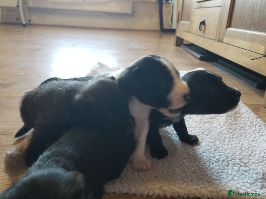 Jackapoo dogs for sale: Jackapoo puppies - Image 3