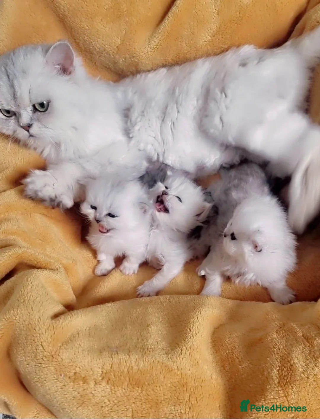 Persian cats for sale: 1 male left Persian chinchilla  - Advert 2