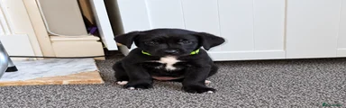 Lime Green Collar Boy