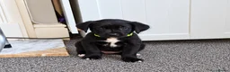 Mixed Breed dogs for sale: 3 boys left Gorgeous Staffador Puppies for Sale  - Advert 6