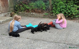 Cockapoo dogs for sale: F1b SPROODLES FROM 5* LICENCED BREEDER. - Image 9