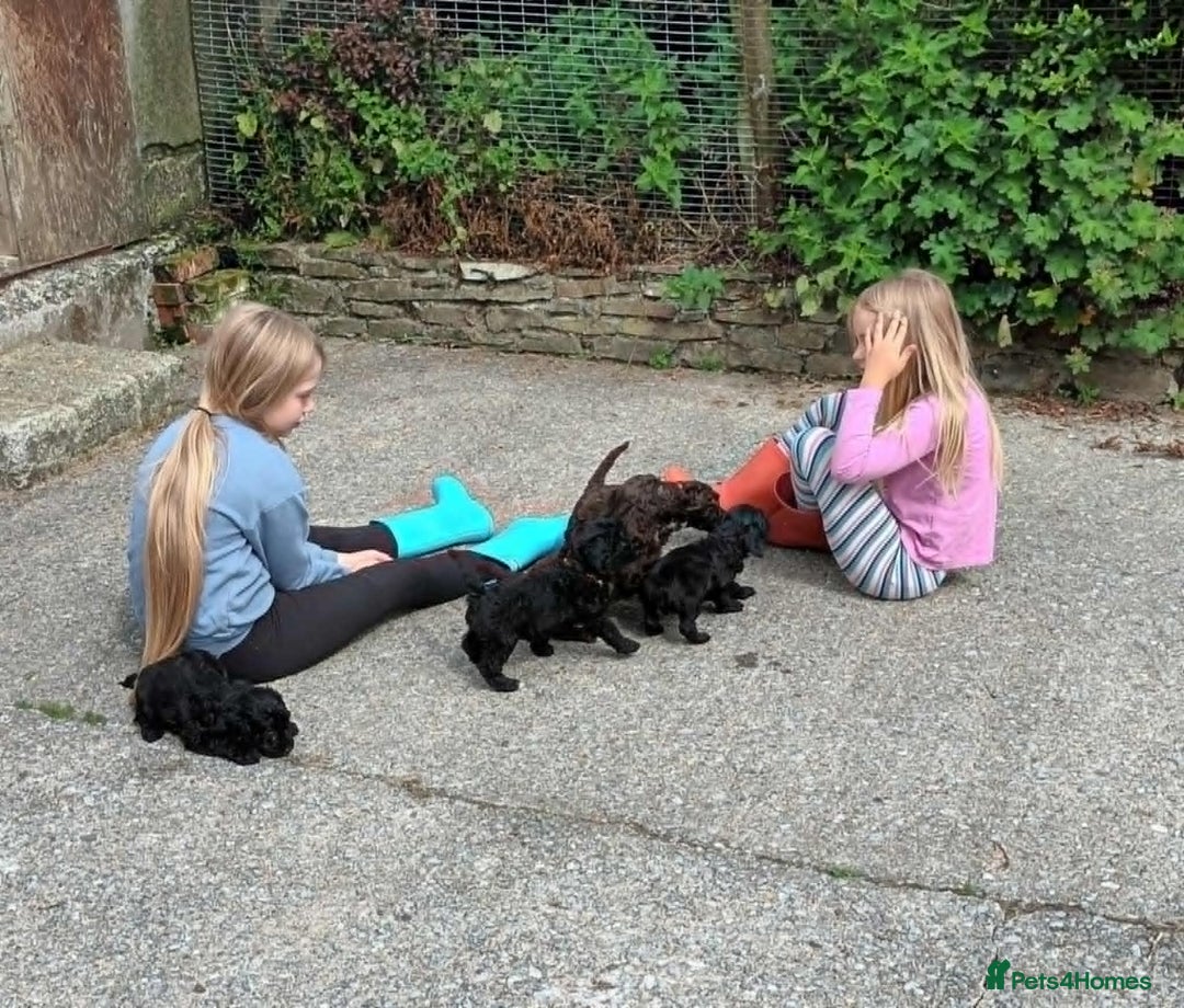 Cockapoo dogs for sale: F1b SPROODLES FROM 5* LICENCED BREEDER. - Image 9