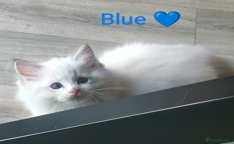 Ragdoll cats - Advert 7
