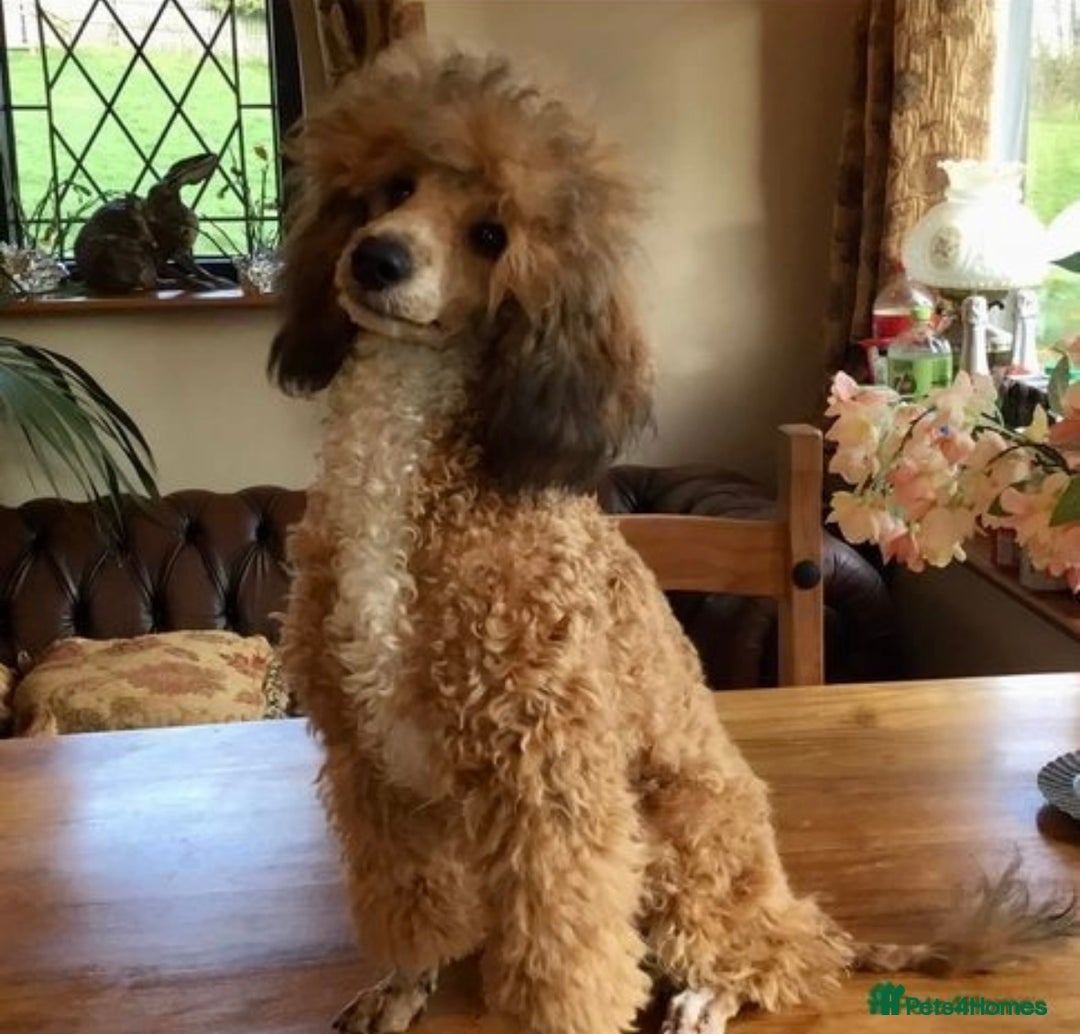 Cockapoo dogs for sale: Stunning F1 Cockapoos from H/Tested KC Parents!! - Image 22