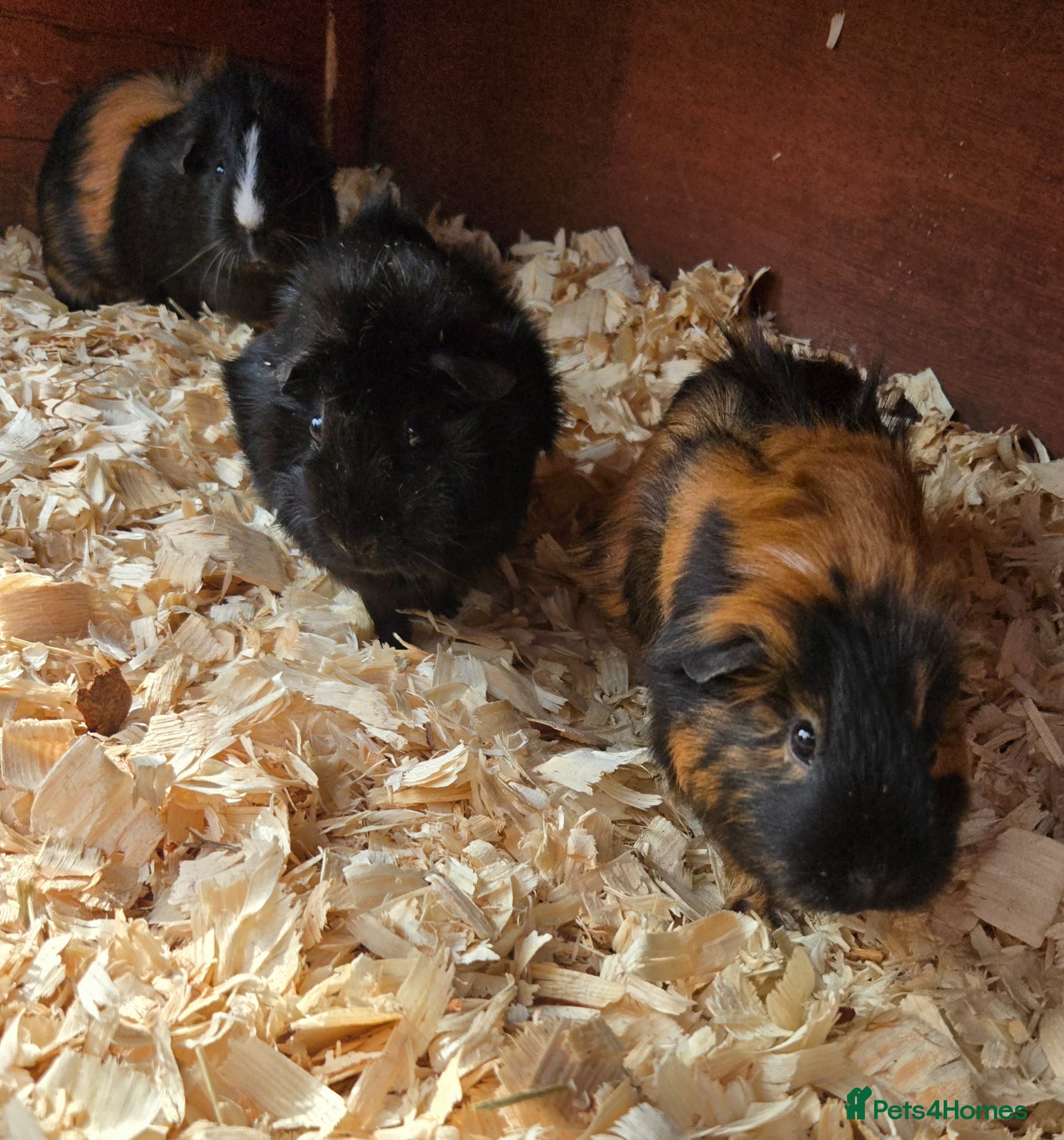 Guinea Pig rodents Guinea pig for sale  - Advert 7