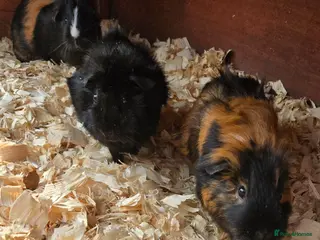 Guinea Pig rodents Guinea pig for sale - Advert 7