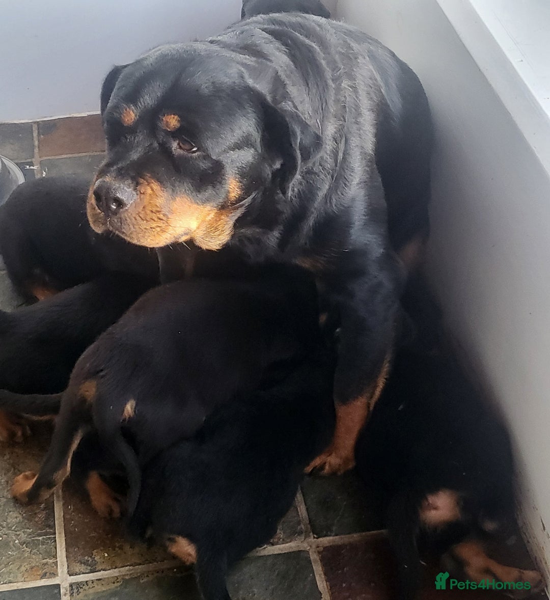 Rottweiler dogs for sale: Chunky Rottweiler Puppies  - Image 2