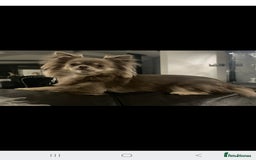 Chihuahua dogs for sale: Teacup chihuahuas  - Advert 1