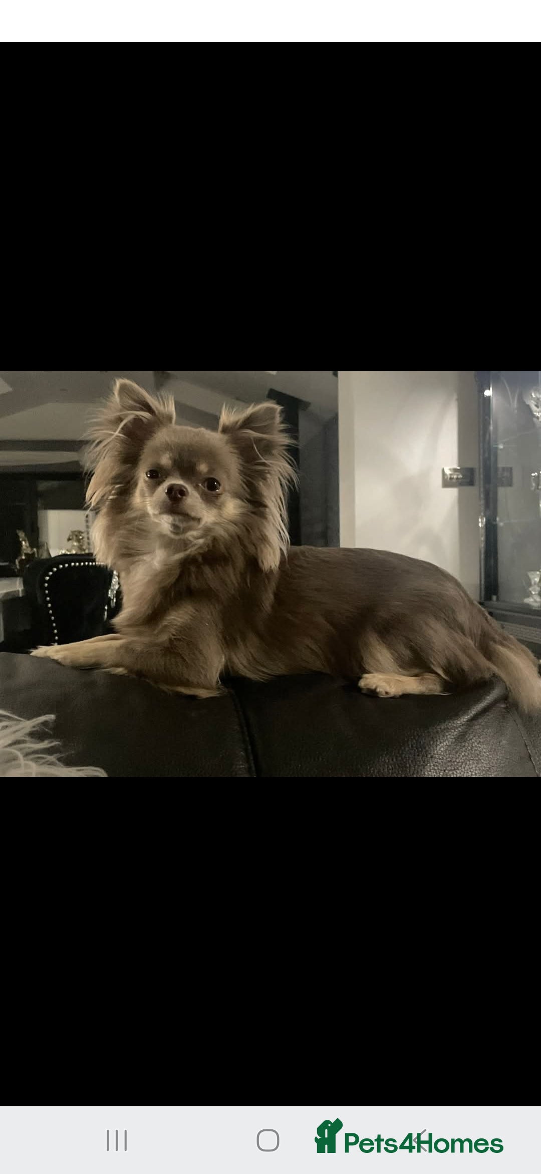 Chihuahua dogs for sale: Teacup chihuahuas  - Advert 1