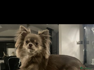 Chihuahua dogs Teacup chihuahuas - Advert 1