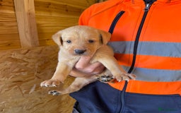Labrador Retriever dogs for sale: Stunning kc registerd fox Red / Golders labradors  - Image 13