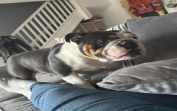 English Bulldog dogs for sale: British bulldog for sale - Image 10