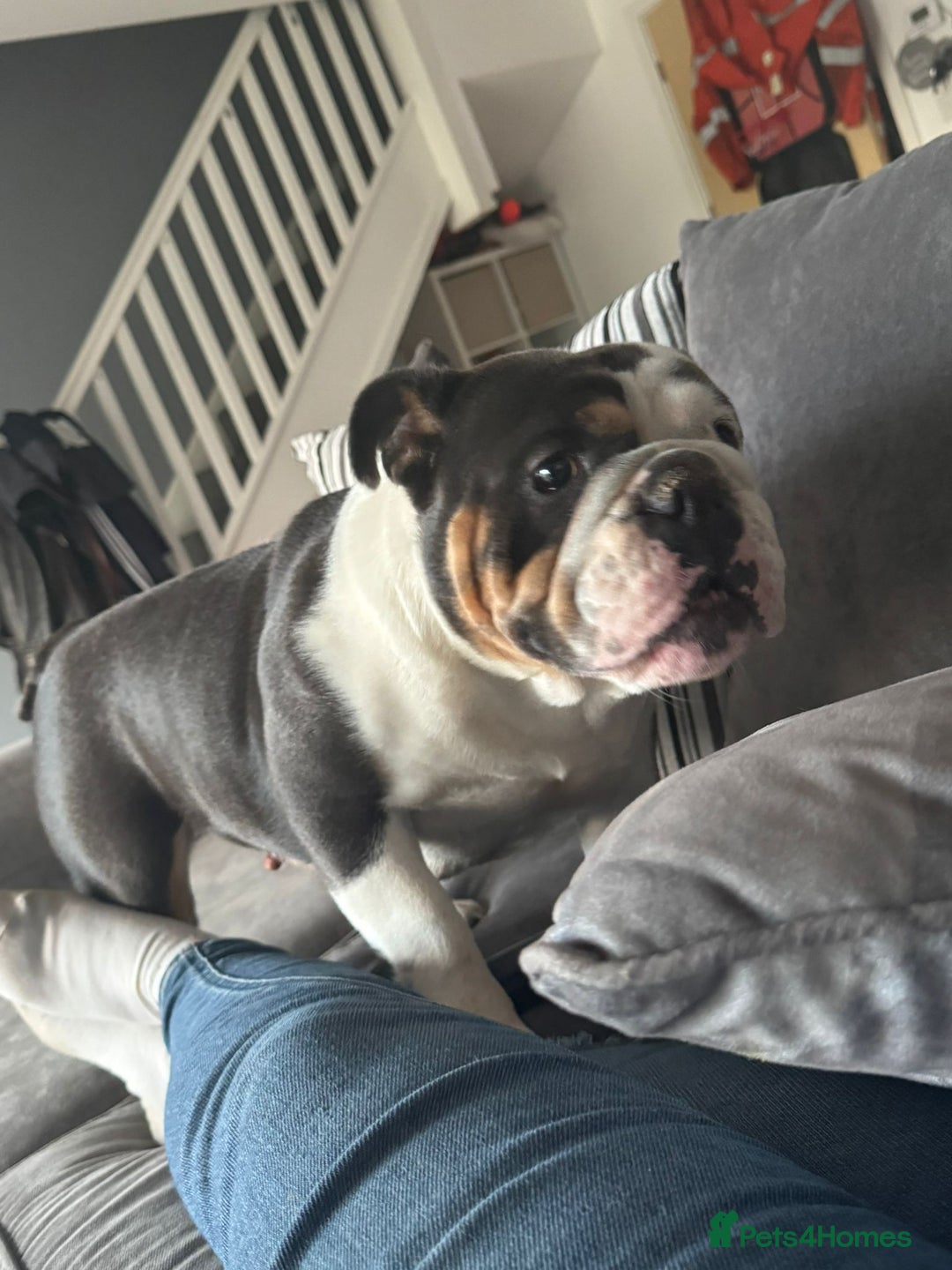 English Bulldog dogs for sale: British bulldog for sale - Image 10