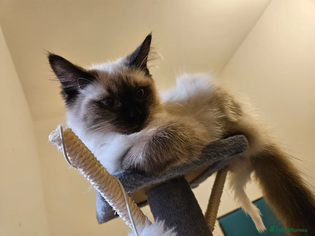 Ragdoll cats for sale: WANTED RAGDOLL CAT/KITTEN  - Advert 1