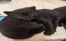 American Shorthair cats for sale: Selling black kittens  - Image 1