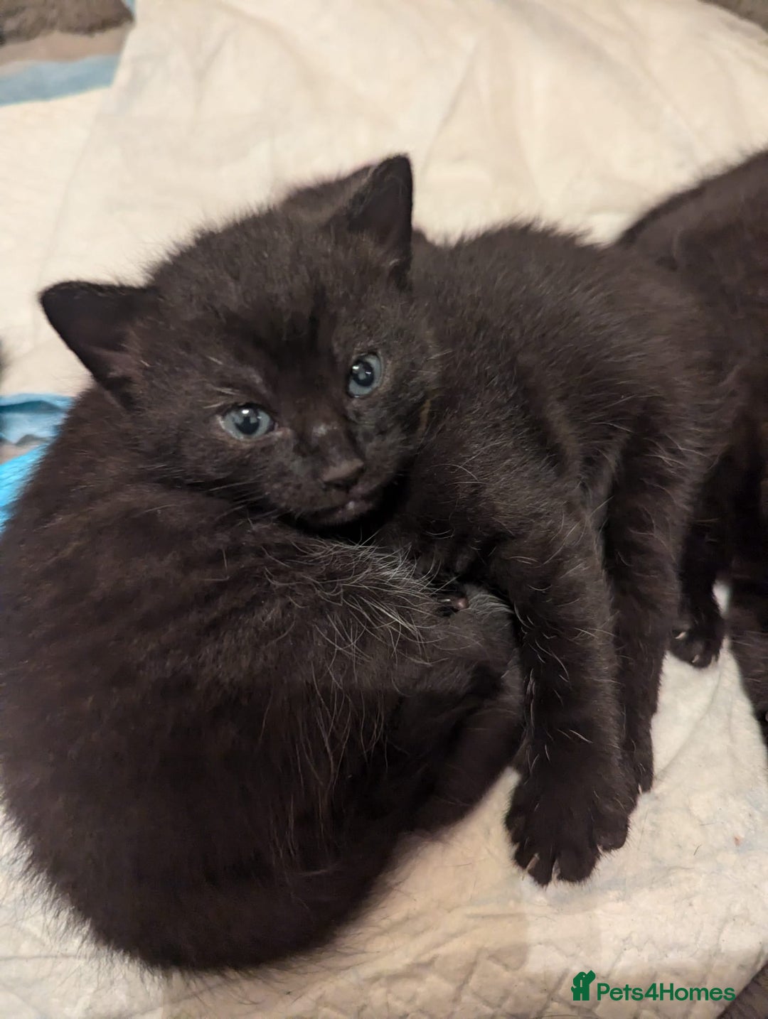 American Shorthair cats for sale: Selling black kittens  - Image 1