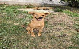 Mixed Breed dogs for adoption: 💙🐶 ARCHIE AND ARNY🐶💙 - Image 27