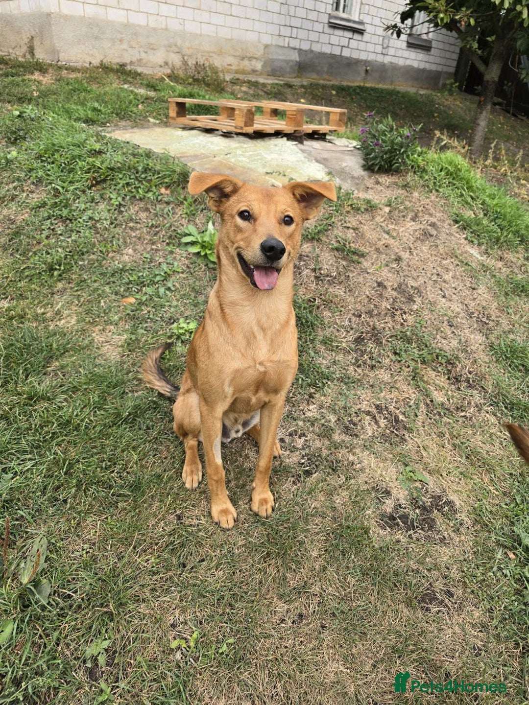 Mixed Breed dogs for adoption: 💙🐶 ARCHIE AND ARNY🐶💙 - Image 27